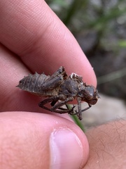 Neurocordulia molesta