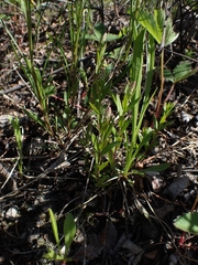 Polygala senega