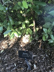 Myrsine cubana