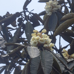 Rhododendron falconeri