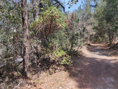 Arctostaphylos tomentosa hebeclada