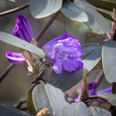 Rhododendron