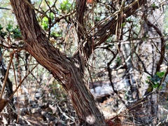 Arctostaphylos tomentosa hebeclada