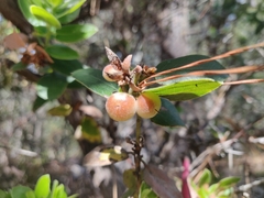 Arctostaphylos tomentosa hebeclada