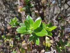 Arctostaphylos tomentosa hebeclada