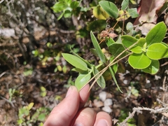 Arctostaphylos tomentosa hebeclada