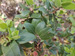Arctostaphylos tomentosa hebeclada