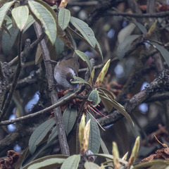 Fulvetta vinipectus