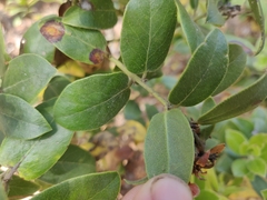 Arctostaphylos tomentosa hebeclada