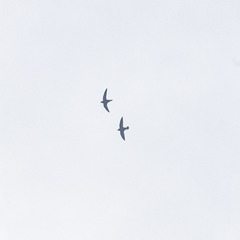 Hirundapus giganteus