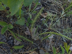 Achillea millefolium borealis