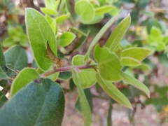 Arctostaphylos tomentosa hebeclada