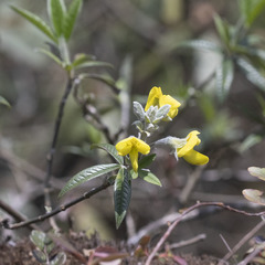 Piptanthus nepalensis
