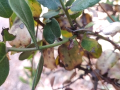 Arctostaphylos tomentosa hebeclada