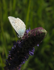 Polyommatus corydonius