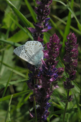 Polyommatus corydonius