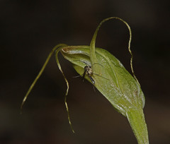 Pterostylis pedoglossa