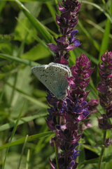 Polyommatus corydonius