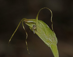 Pterostylis pedoglossa