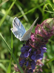 Polyommatus corydonius