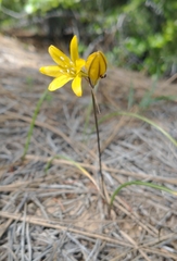 Triteleia crocea