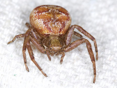 Xysticus punctatus
