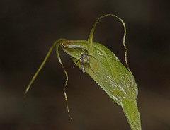 Pterostylis pedoglossa