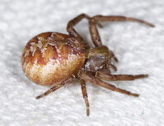 Xysticus punctatus
