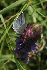 Polyommatus corydonius