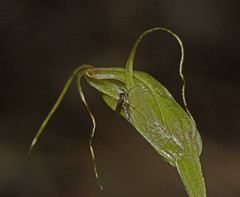 Pterostylis pedoglossa
