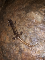 Speleomantes strinatii