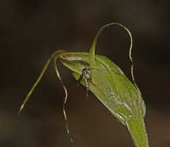 Pterostylis pedoglossa