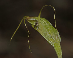 Pterostylis pedoglossa