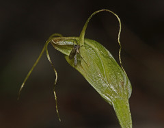 Pterostylis pedoglossa