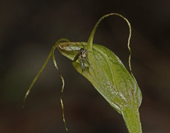 Pterostylis pedoglossa