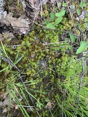 Sphagnum mendocinum