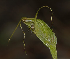 Pterostylis pedoglossa
