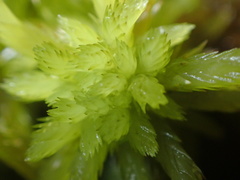 Sphagnum mendocinum