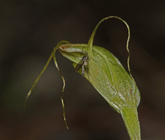 Pterostylis pedoglossa