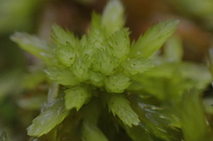 Sphagnum mendocinum