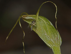 Pterostylis pedoglossa