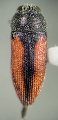 Acmaeodera robigo