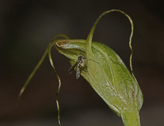 Pterostylis pedoglossa