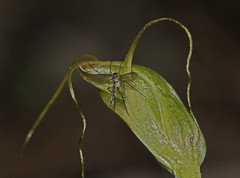 Pterostylis pedoglossa
