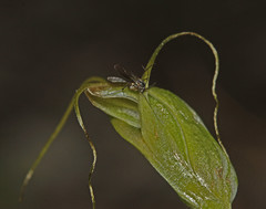Pterostylis pedoglossa
