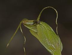 Pterostylis pedoglossa