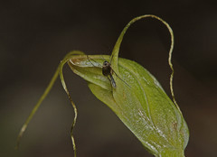 Pterostylis pedoglossa