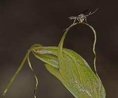 Pterostylis pedoglossa