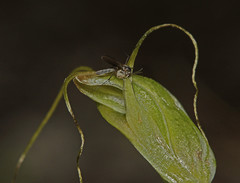Pterostylis pedoglossa
