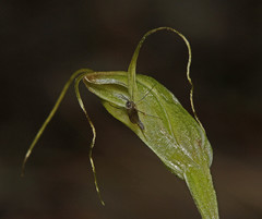 Pterostylis pedoglossa